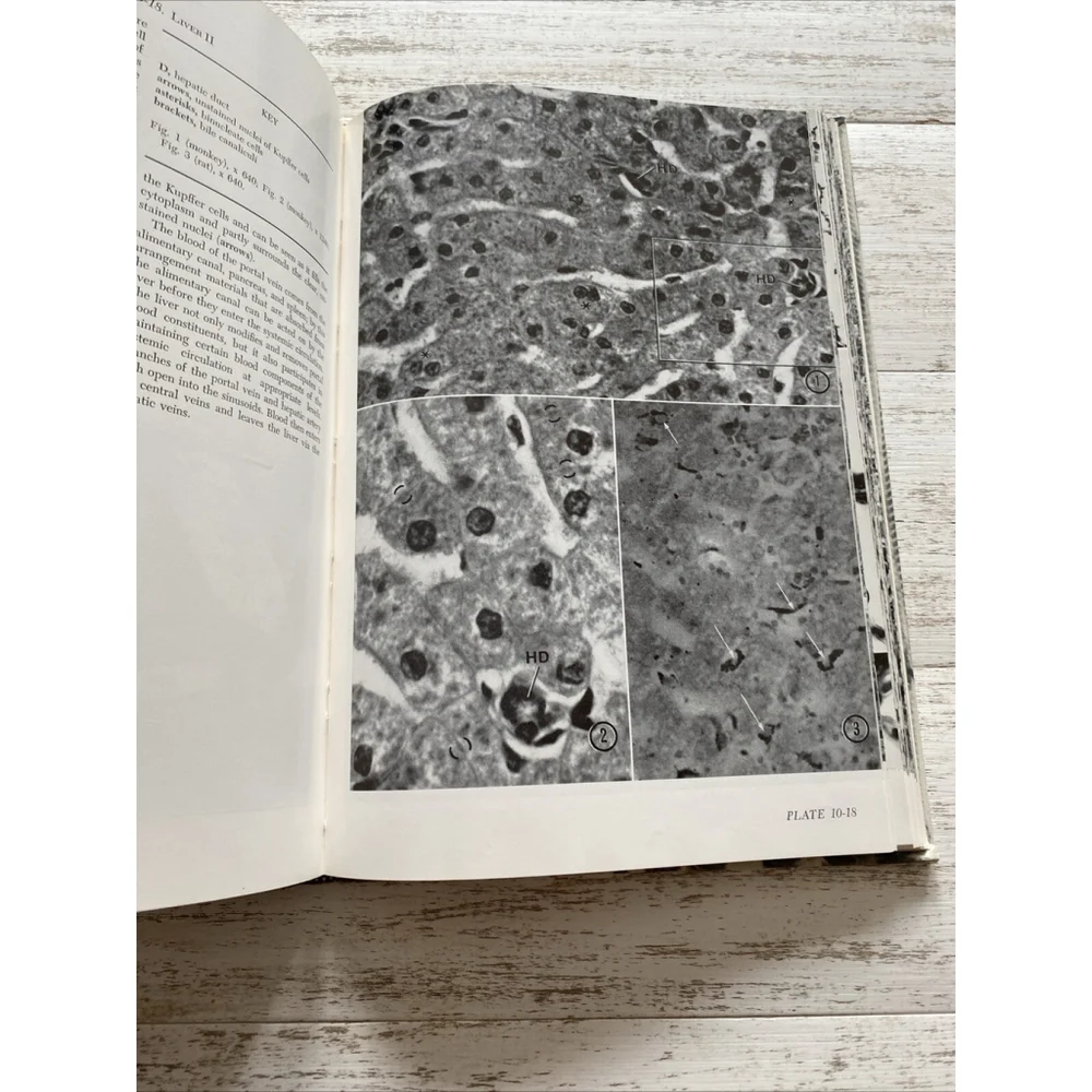 Vintage Histology Atlas 1970 Medical Textbook Hardcover Reith Ross 2nd Edition
